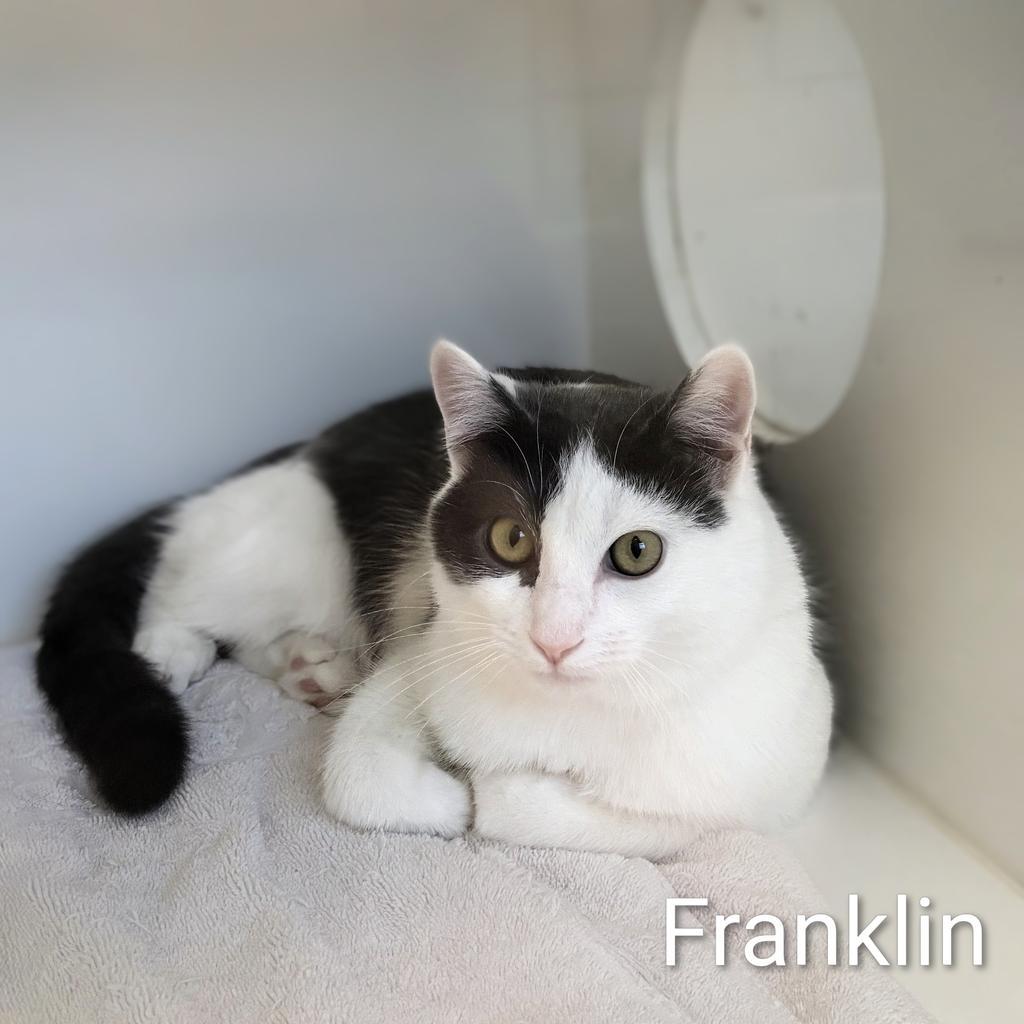 Franklin, a Adoptable mixed breed in Greenfield, IN image 3/6