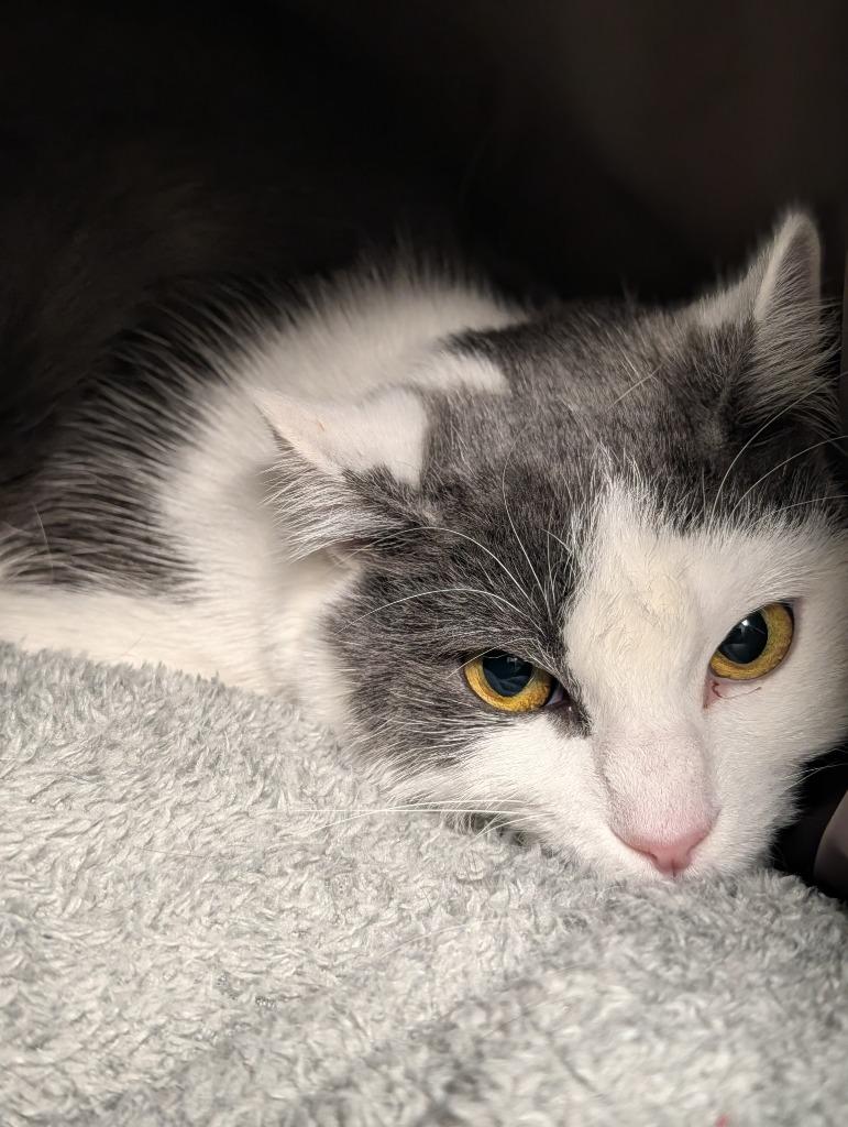 Franklin, a Adoptable mixed breed in Greenfield, IN image 3/4