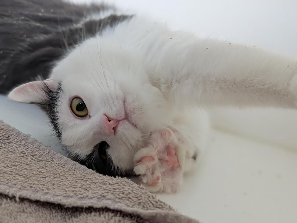 Franklin, a Adoptable mixed breed in Greenfield, IN image 6/6