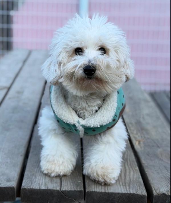 Enlarge Mira, a Adoptable Coton de Tulear in Long Island City, NY image 1/6