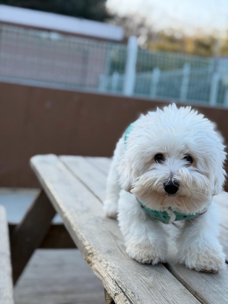 Enlarge Mira, a Adoptable Coton de Tulear in Long Island City, NY image 3/6