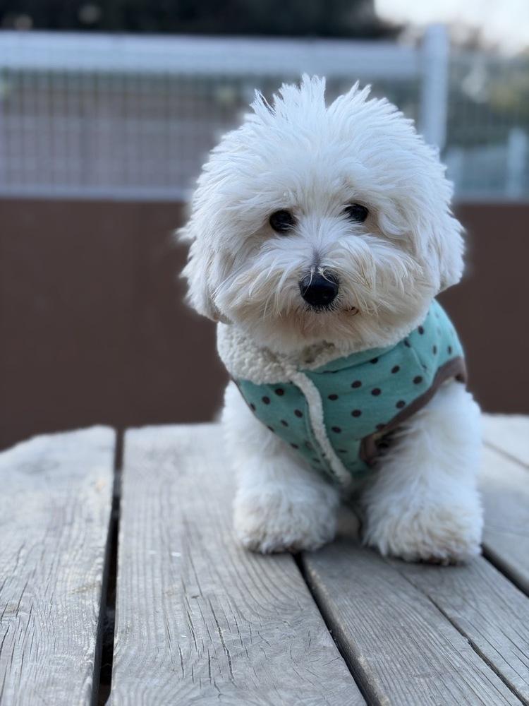 Enlarge Mira, a Adoptable Coton de Tulear in Long Island City, NY image 4/6