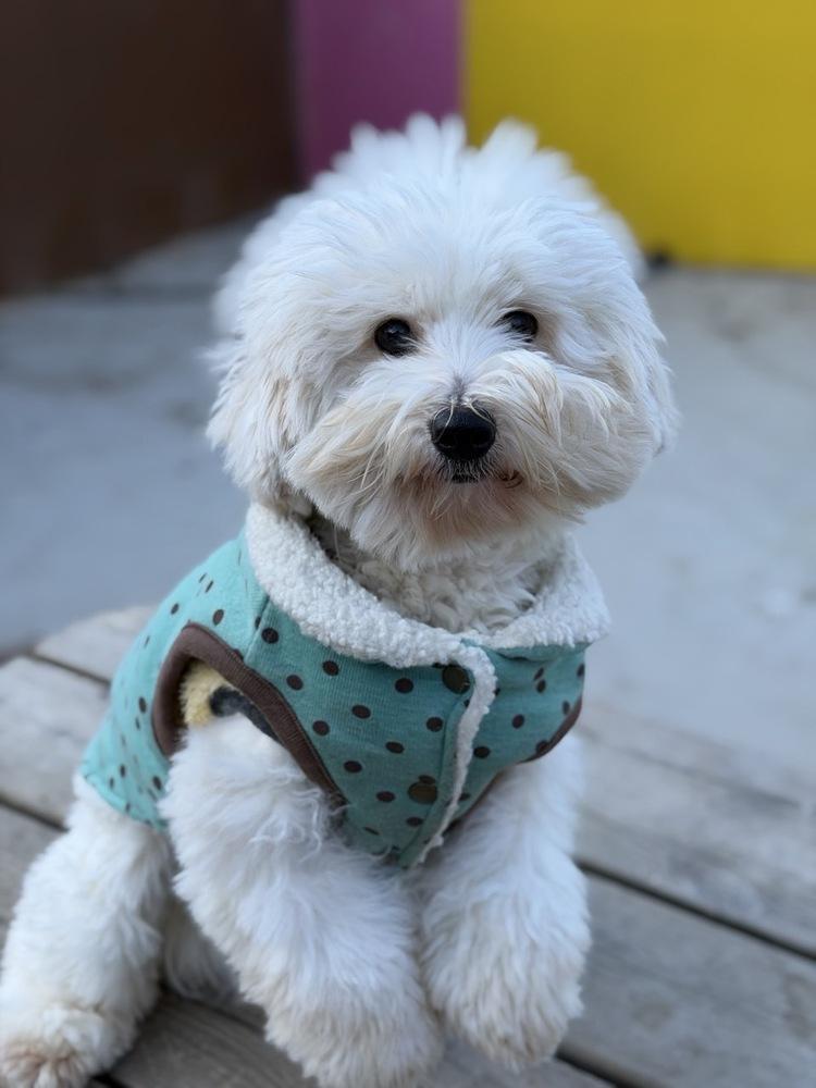 Enlarge Mira, a Adoptable Coton de Tulear in Long Island City, NY image 5/6