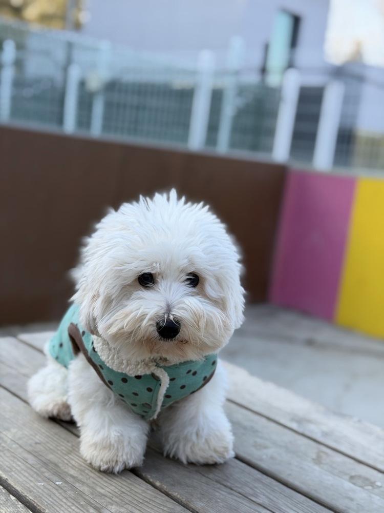 Enlarge Mira, a Adoptable Coton de Tulear in Long Island City, NY image 6/6
