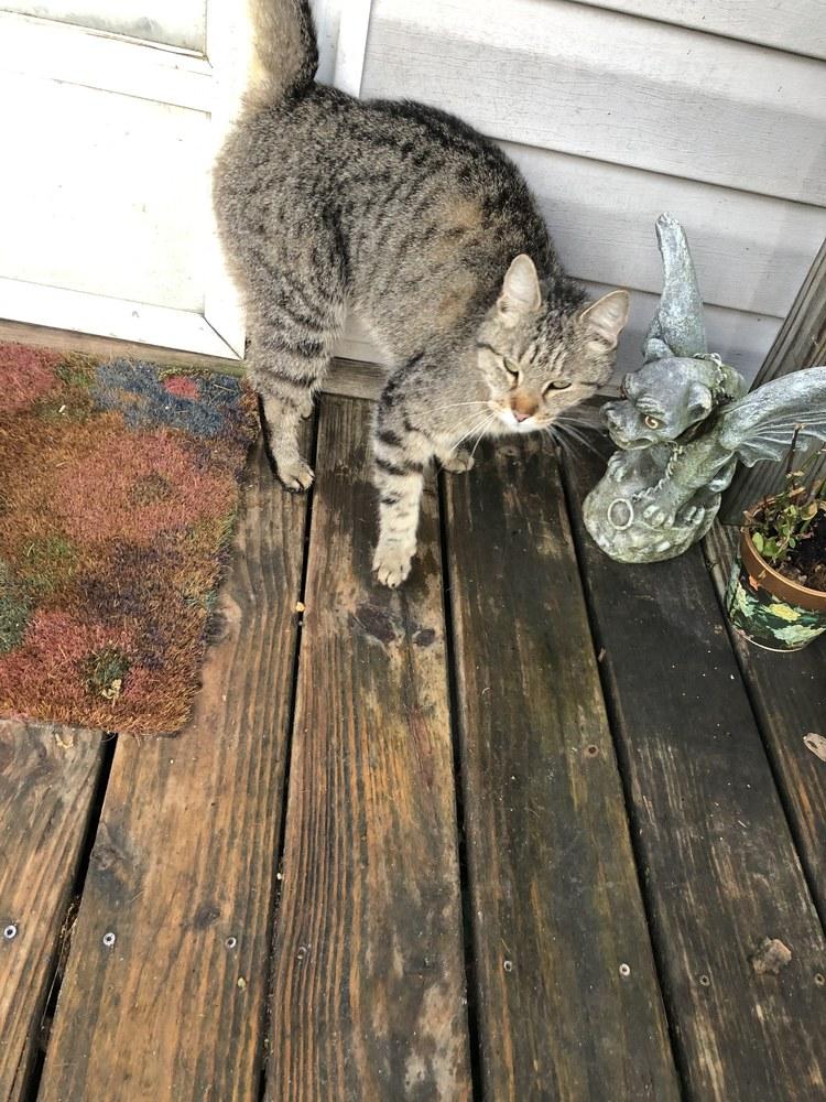 Enlarge SL Panther INT20, a Adopted Domestic Short Hair in Greenville, SC image 1/4