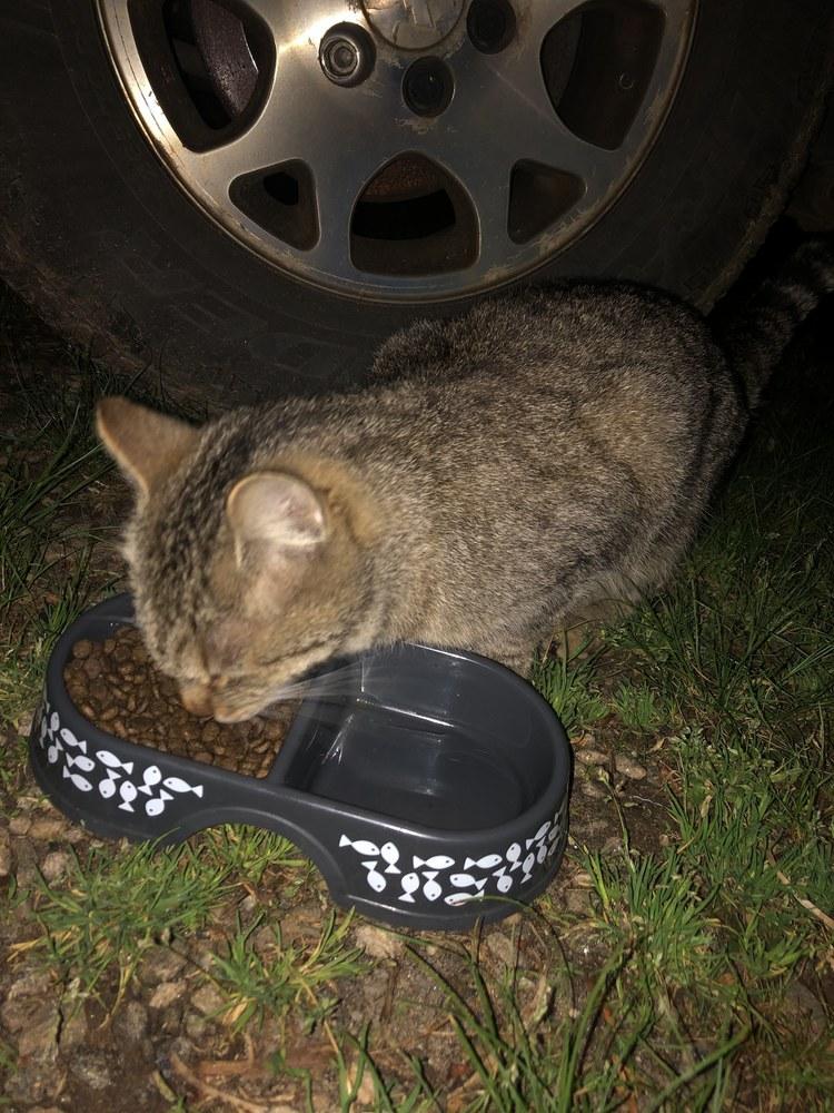 Enlarge SL Panther INT20, a Adopted Domestic Short Hair in Greenville, SC image 2/4