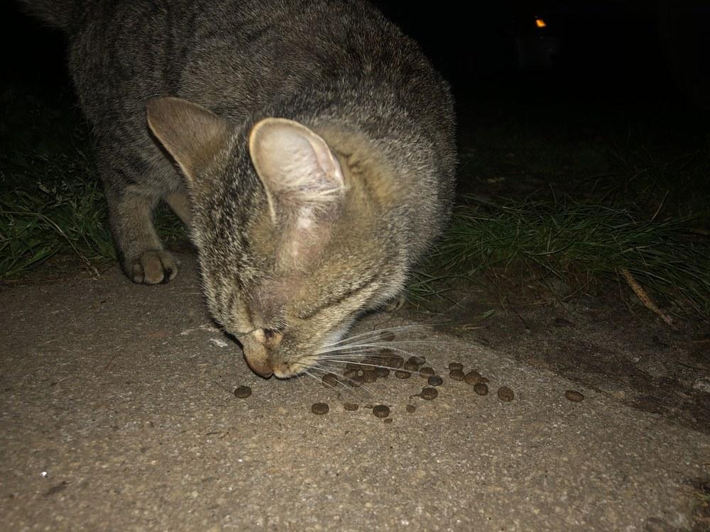 Enlarge SL Panther INT20, a Adopted Domestic Short Hair in Greenville, SC image 3/4