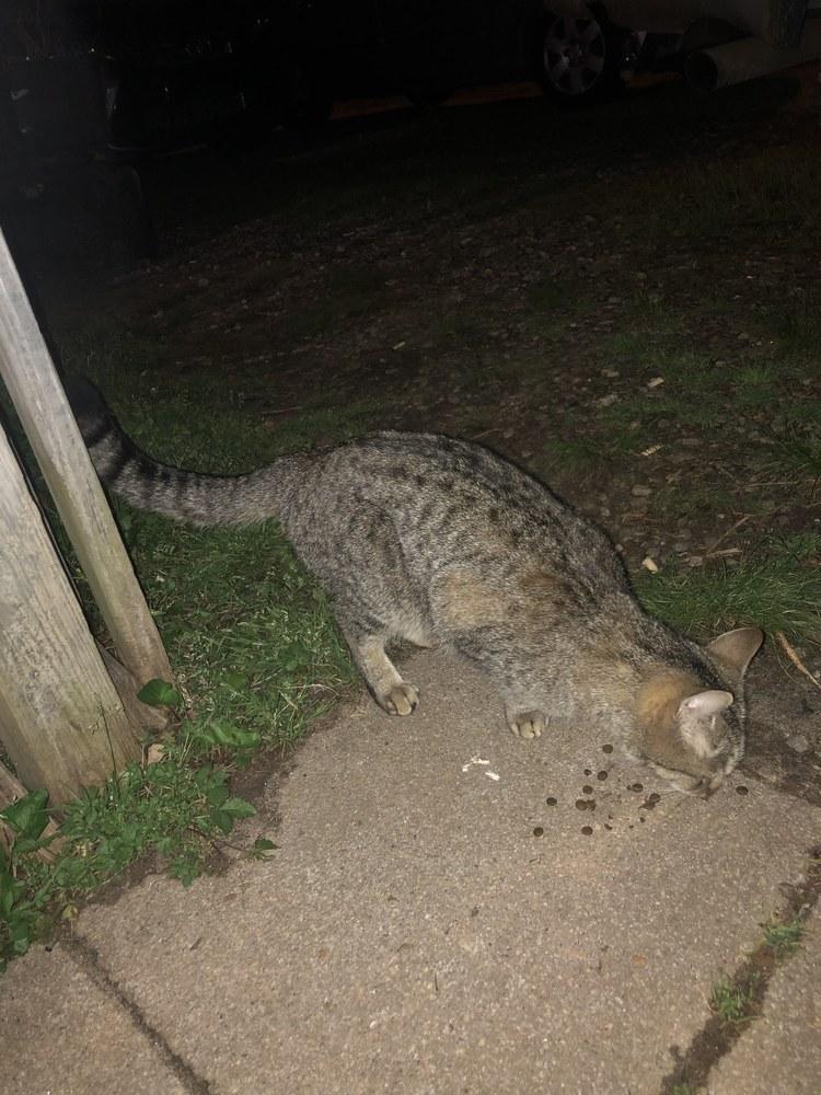 Enlarge SL Panther INT20, a Adopted Domestic Short Hair in Greenville, SC image 4/4