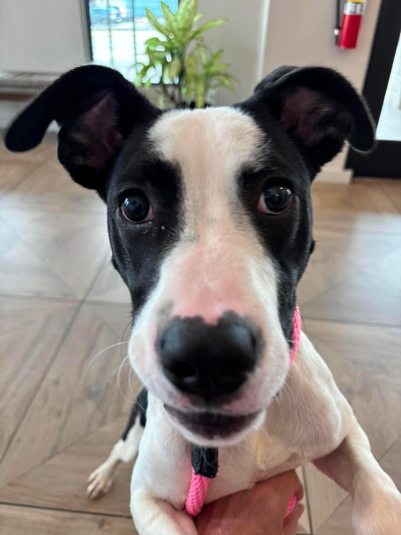 Homer, a Adoptable mixed breed in Crystal Lake, IL image 1/4