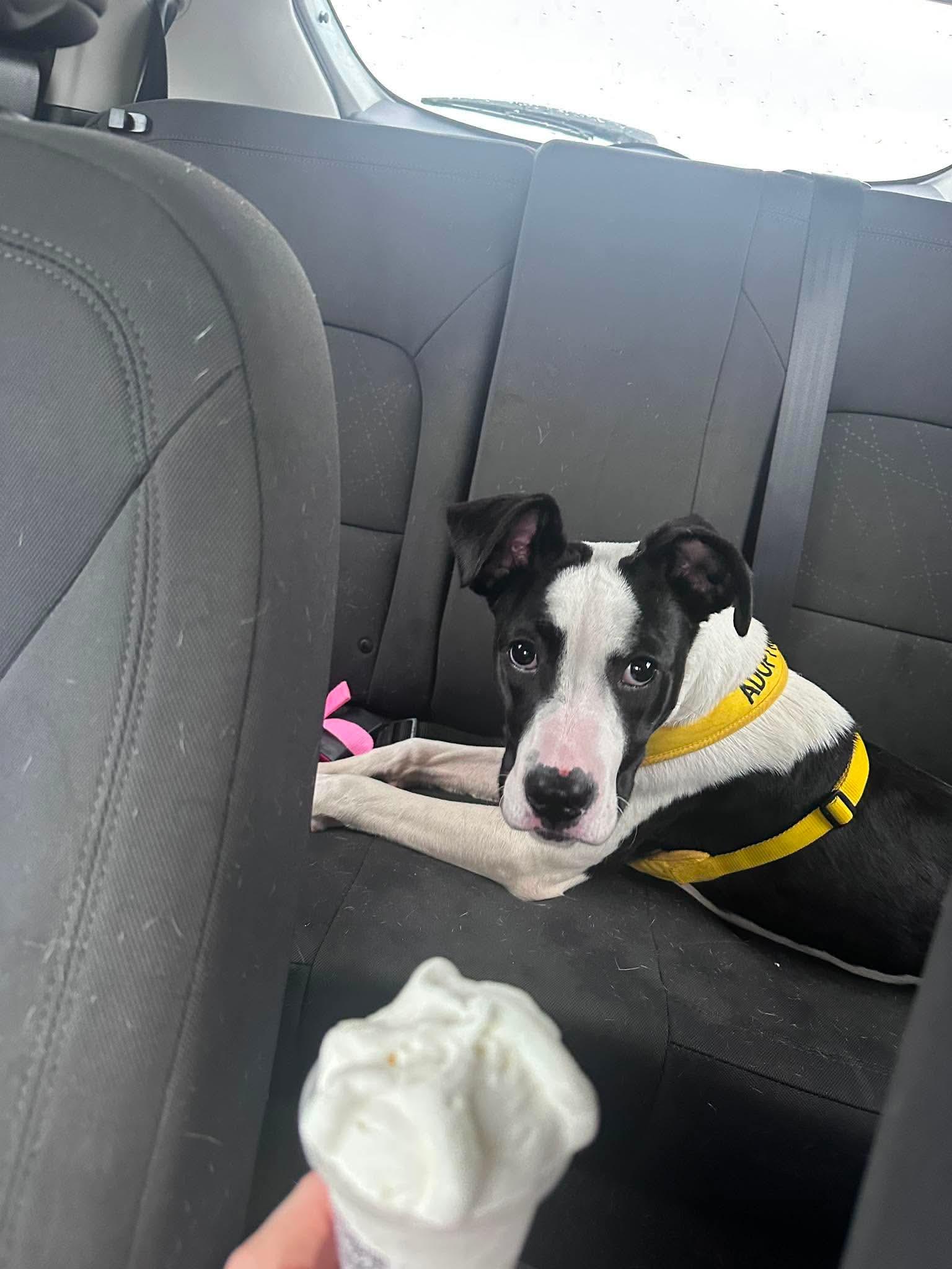 Homer, a Adoptable mixed breed in Crystal Lake, IL image 4/4