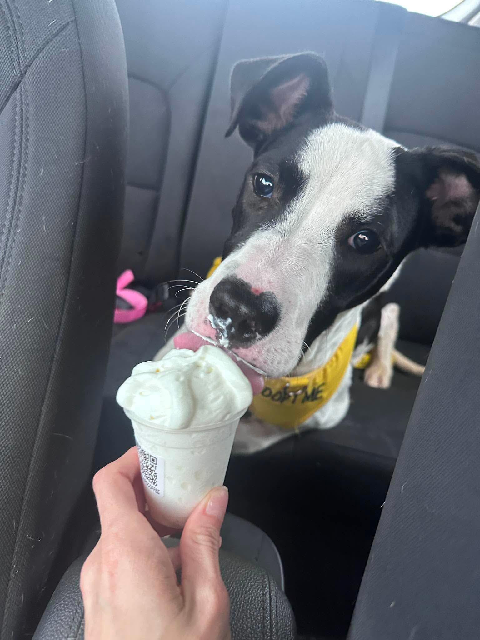Homer, a Adoptable mixed breed in Crystal Lake, IL image 2/4