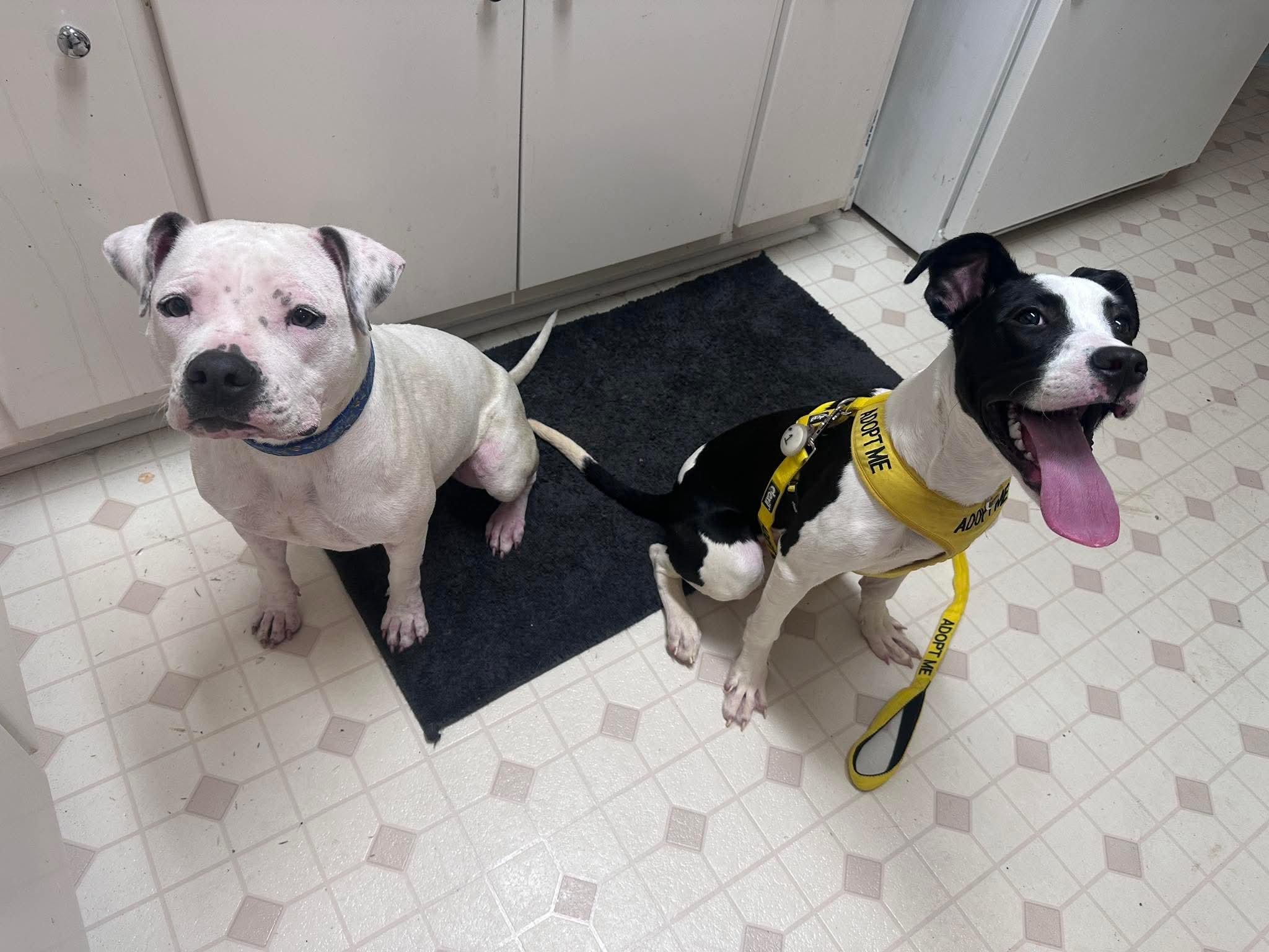 Homer, a Adoptable mixed breed in Crystal Lake, IL image 3/4