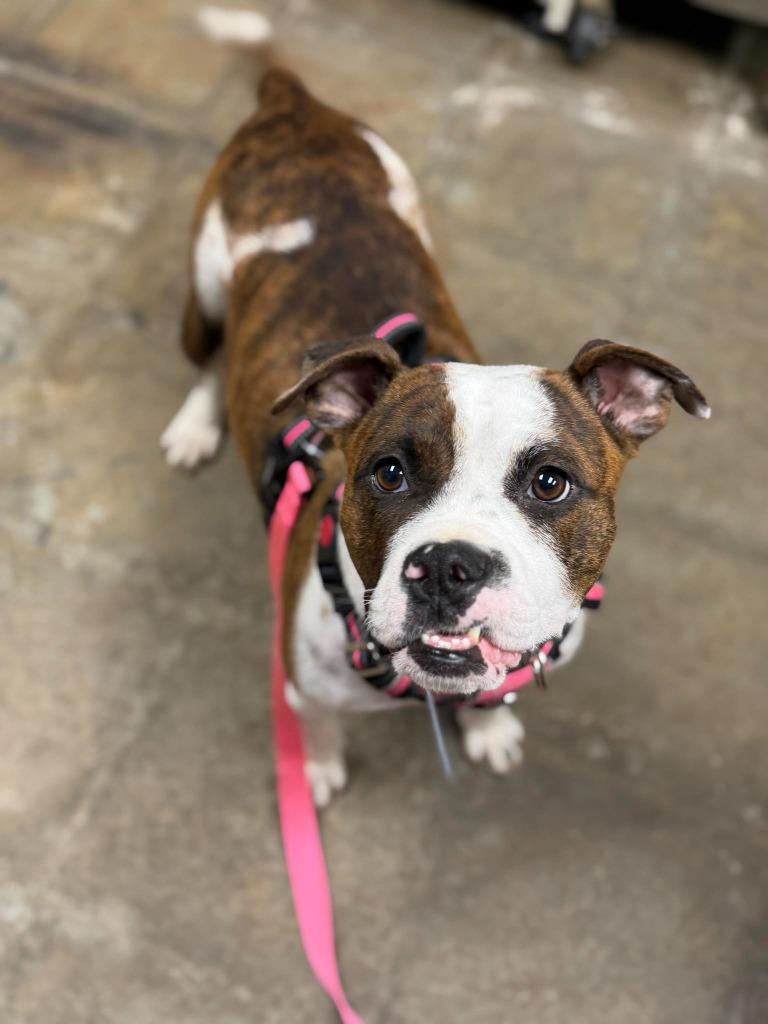 Enlarge Cookie Mama, a Adoptable mixed breed in Raleigh, NC image 2/6