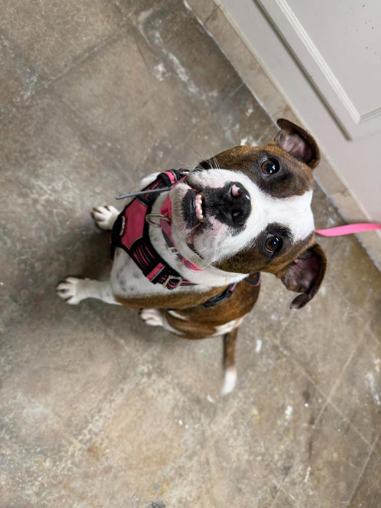 Enlarge Cookie Mama, a Adoptable mixed breed in Raleigh, NC image 3/6