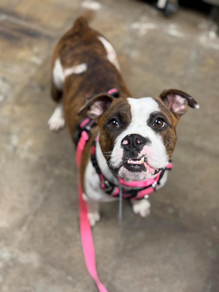 Enlarge Cookie Mama, a Adoptable mixed breed in Raleigh, NC image 4/6