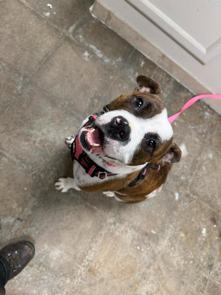 Enlarge Cookie Mama, a Adoptable mixed breed in Raleigh, NC image 5/6
