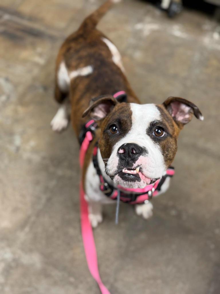 Enlarge Cookie Mama, a Adoptable mixed breed in Raleigh, NC image 6/6