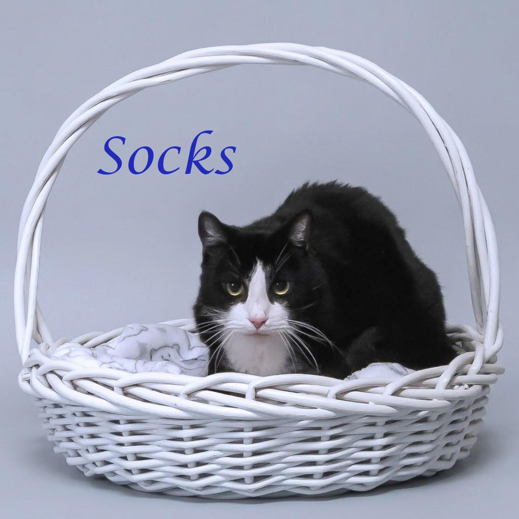 Enlarge Socks C26-098, a Adoptable Domestic Short Hair in Lebanon, TN image 1/5