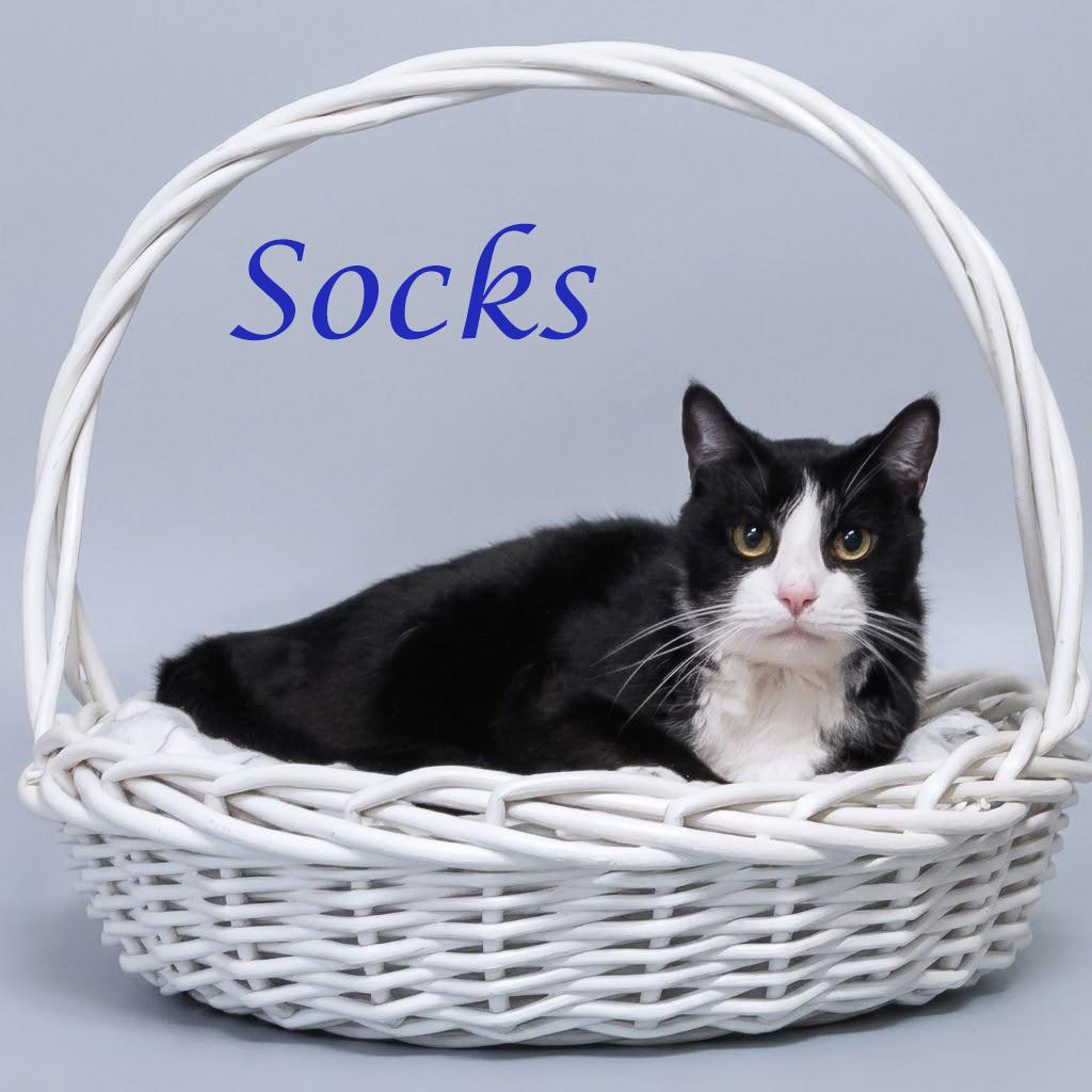 Enlarge Socks C26-098, a Adoptable Domestic Short Hair in Lebanon, TN image 2/5