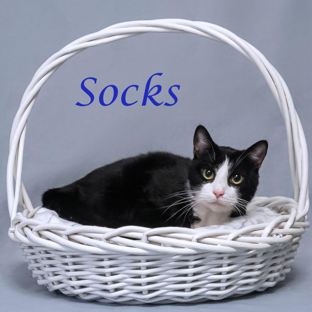 Enlarge Socks C26-098, a Adoptable Domestic Short Hair in Lebanon, TN image 3/5