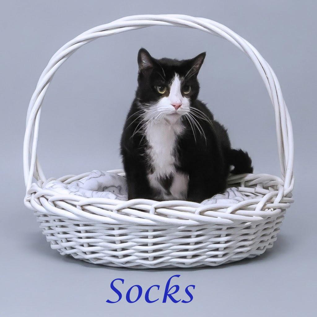 Enlarge Socks C26-098, a Adoptable Domestic Short Hair in Lebanon, TN image 4/5