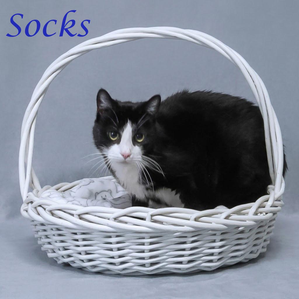 Enlarge Socks C26-098, a Adoptable Domestic Short Hair in Lebanon, TN image 5/5