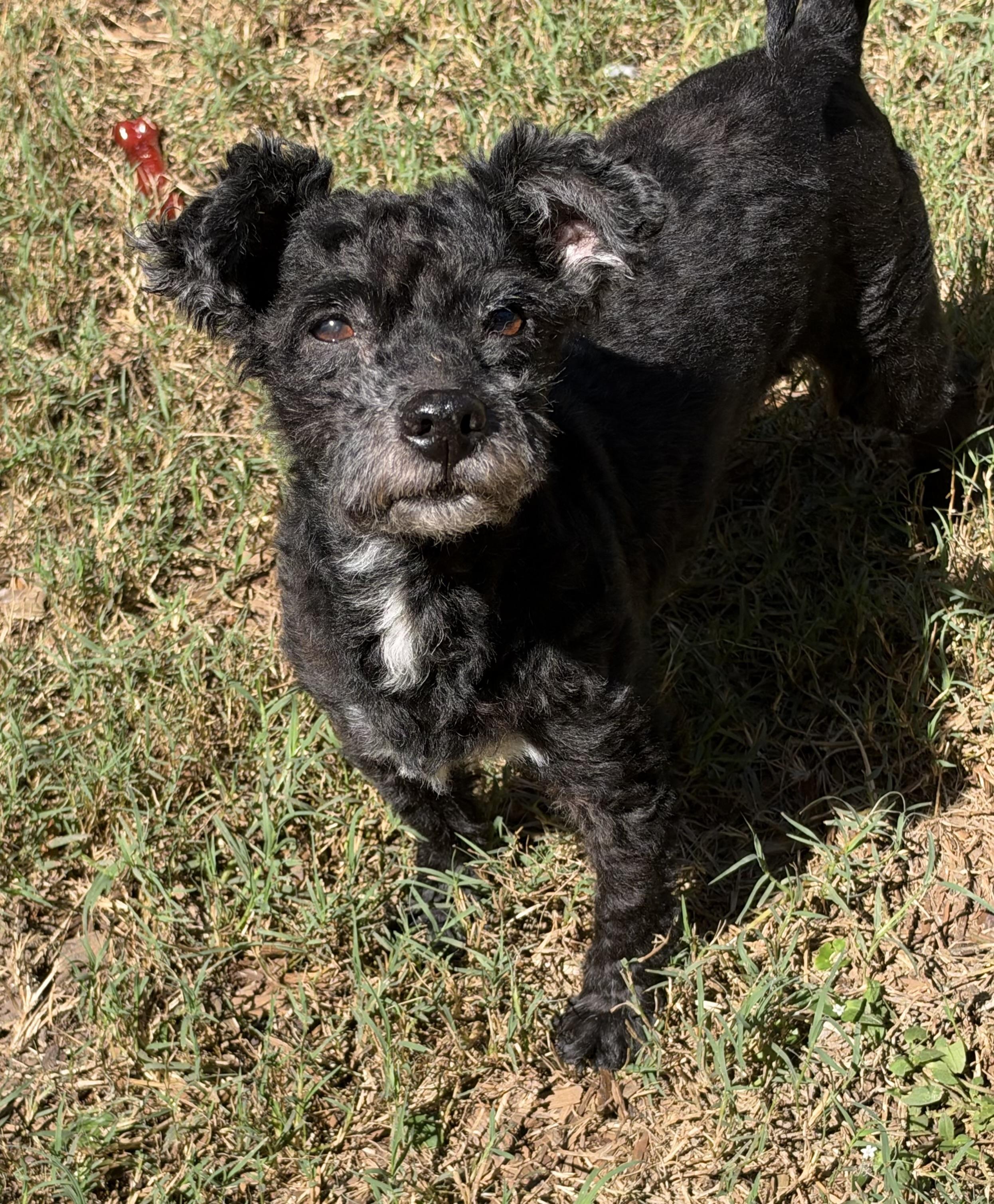 Enlarge Eddie, a Adoptable mixed breed in Mt Pleasant, SC image 3/6