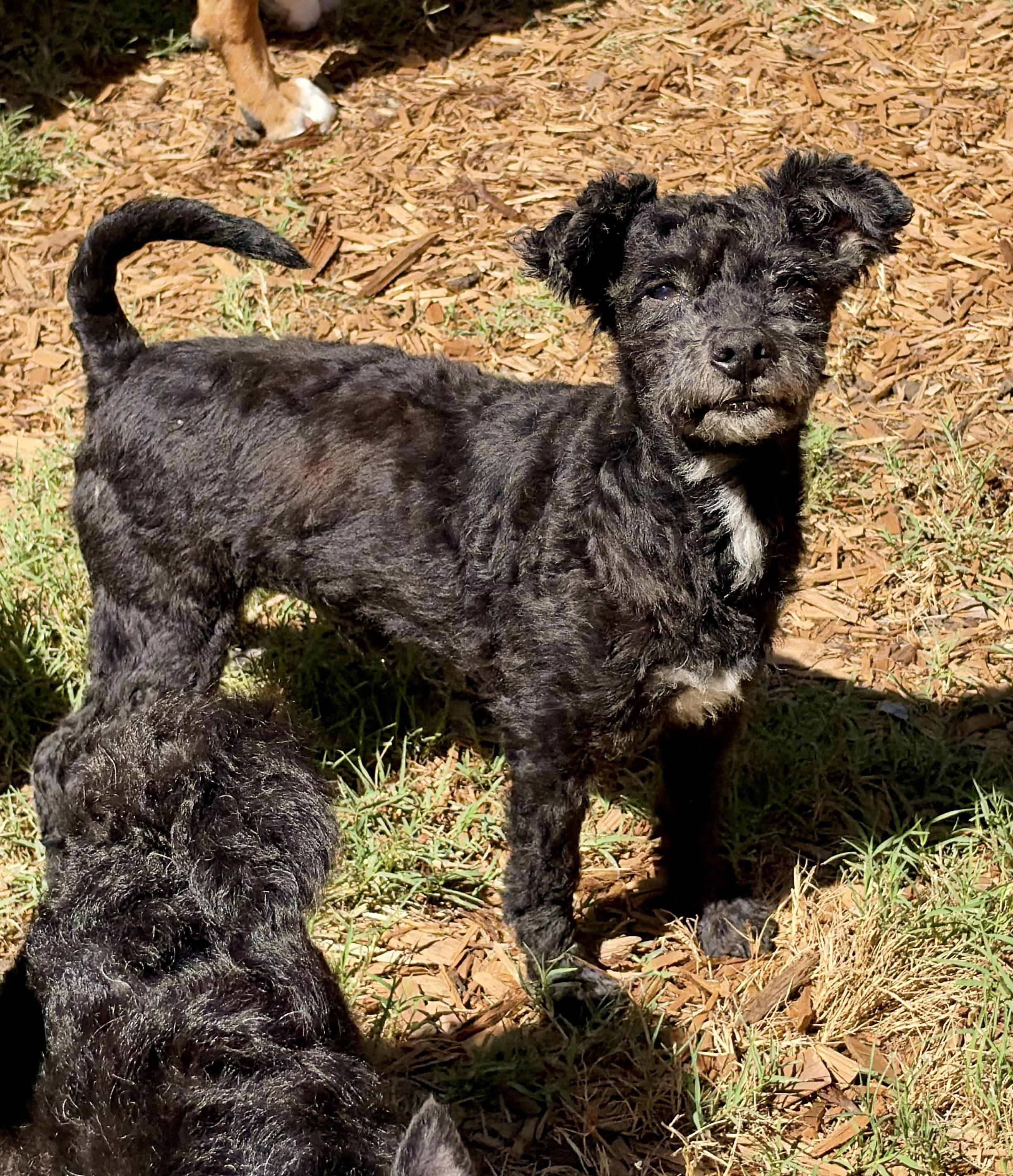Enlarge Eddie, a Adoptable mixed breed in Mt Pleasant, SC image 2/6