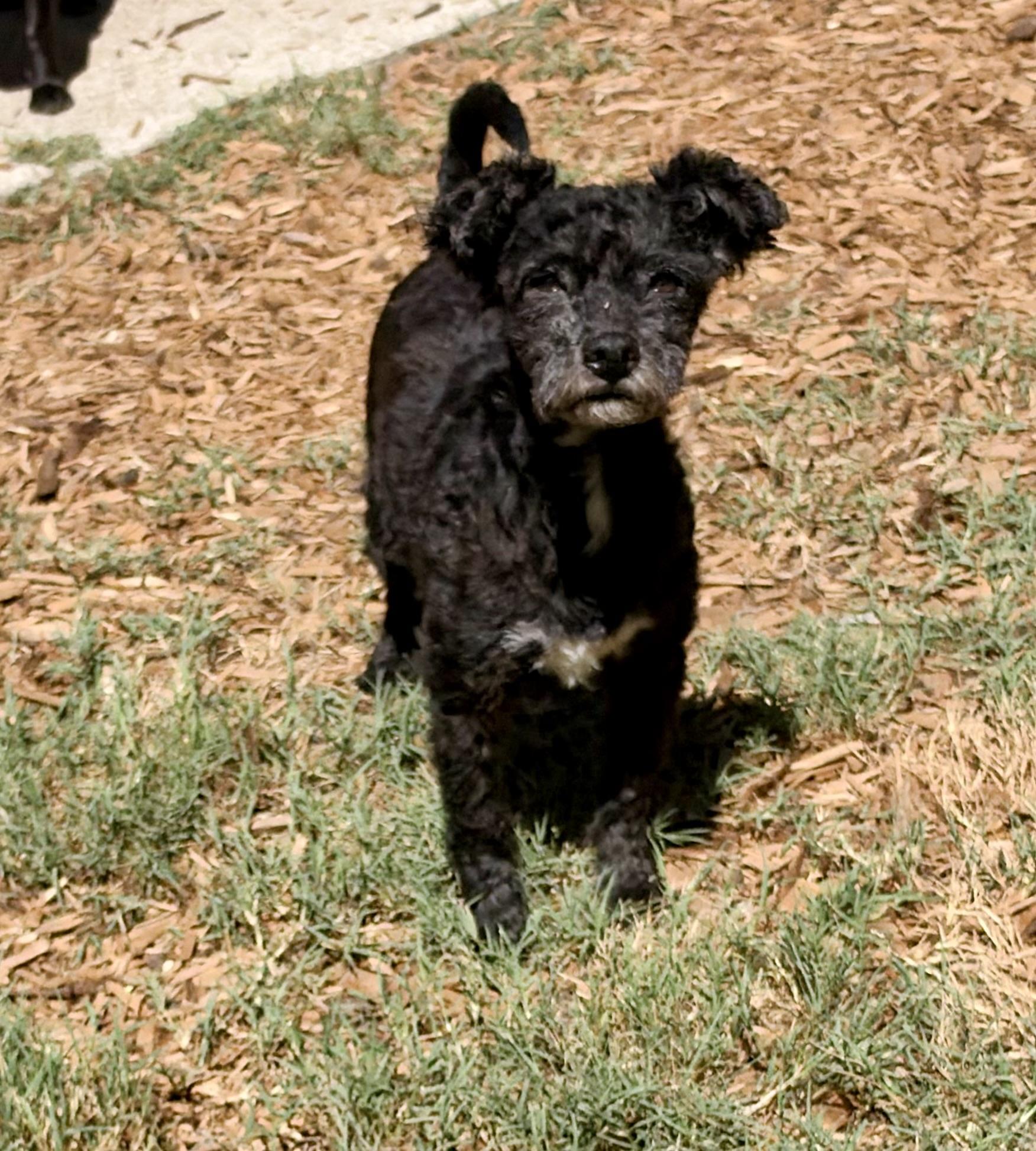 Enlarge Eddie, a Adoptable mixed breed in Mt Pleasant, SC image 6/6