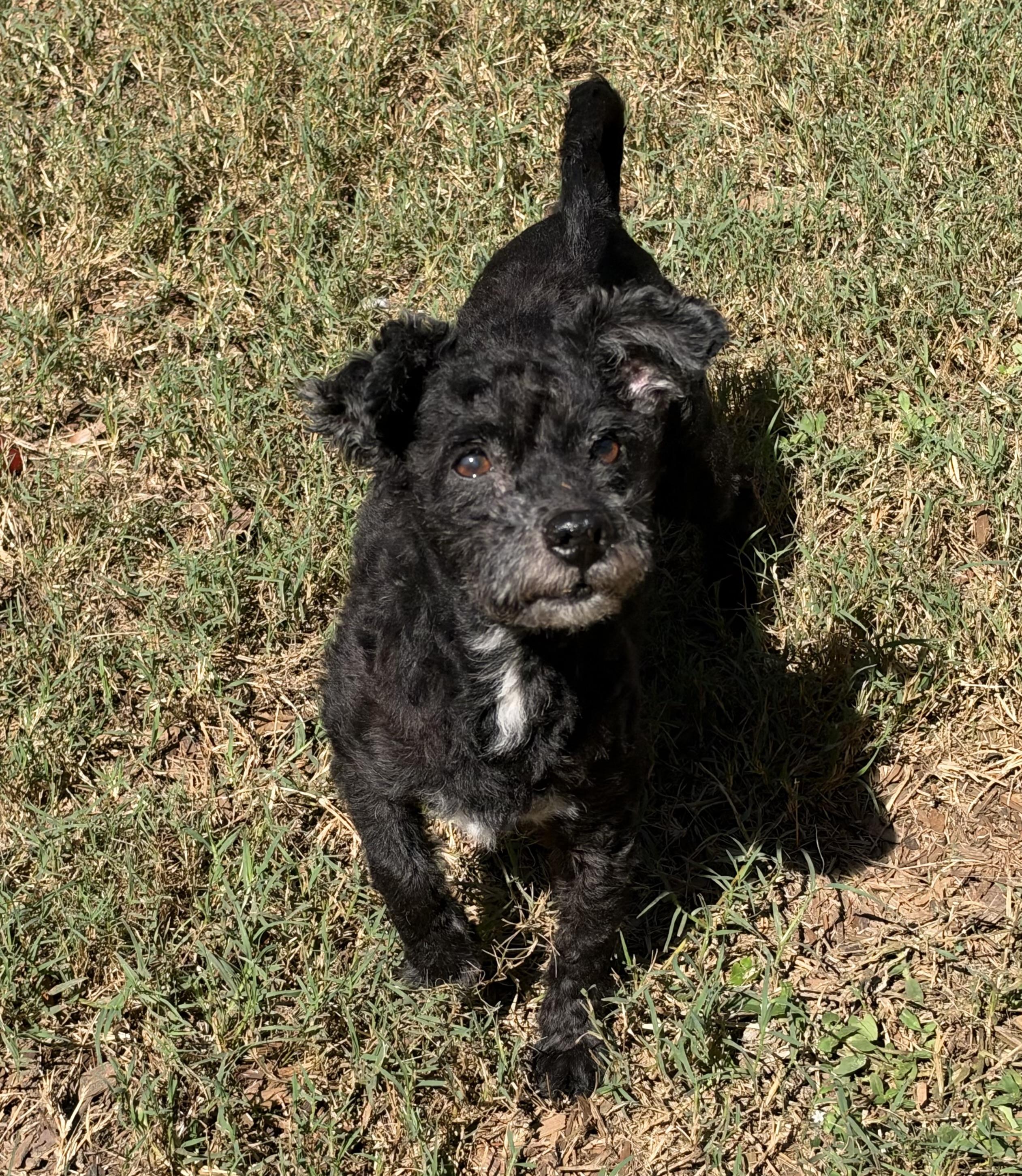 Enlarge Eddie, a Adoptable mixed breed in Mt Pleasant, SC image 4/6