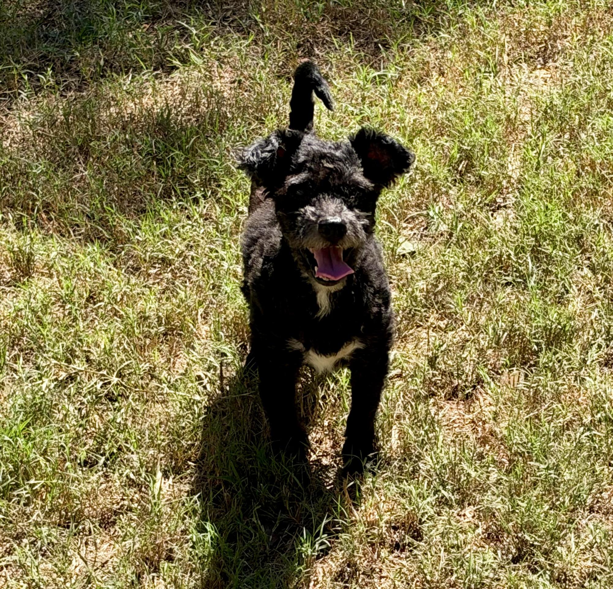 Enlarge Eddie, a Adoptable mixed breed in Mt Pleasant, SC image 5/6