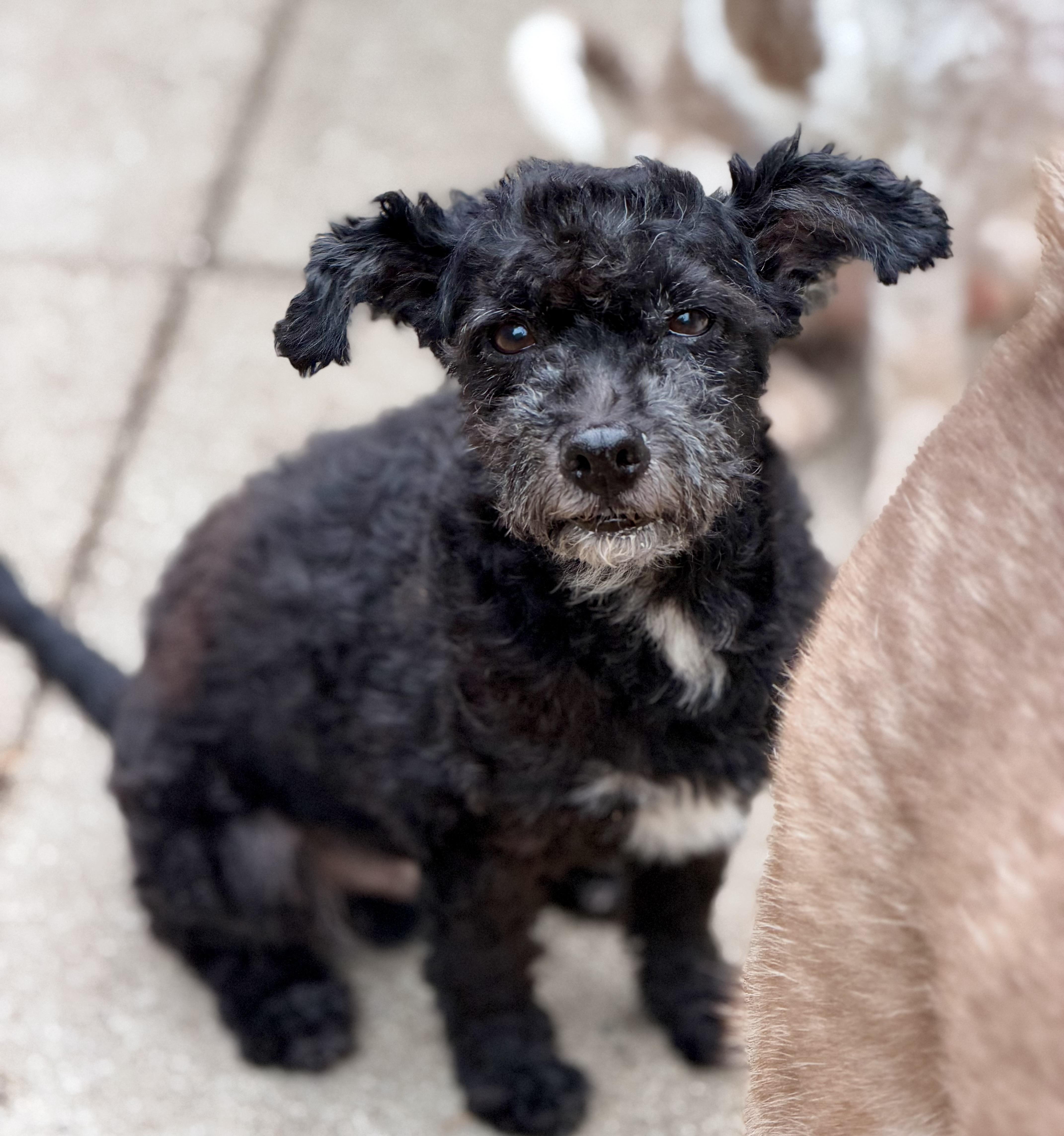 Eddie, Adoptable, Senior Male Miniature Poodle.