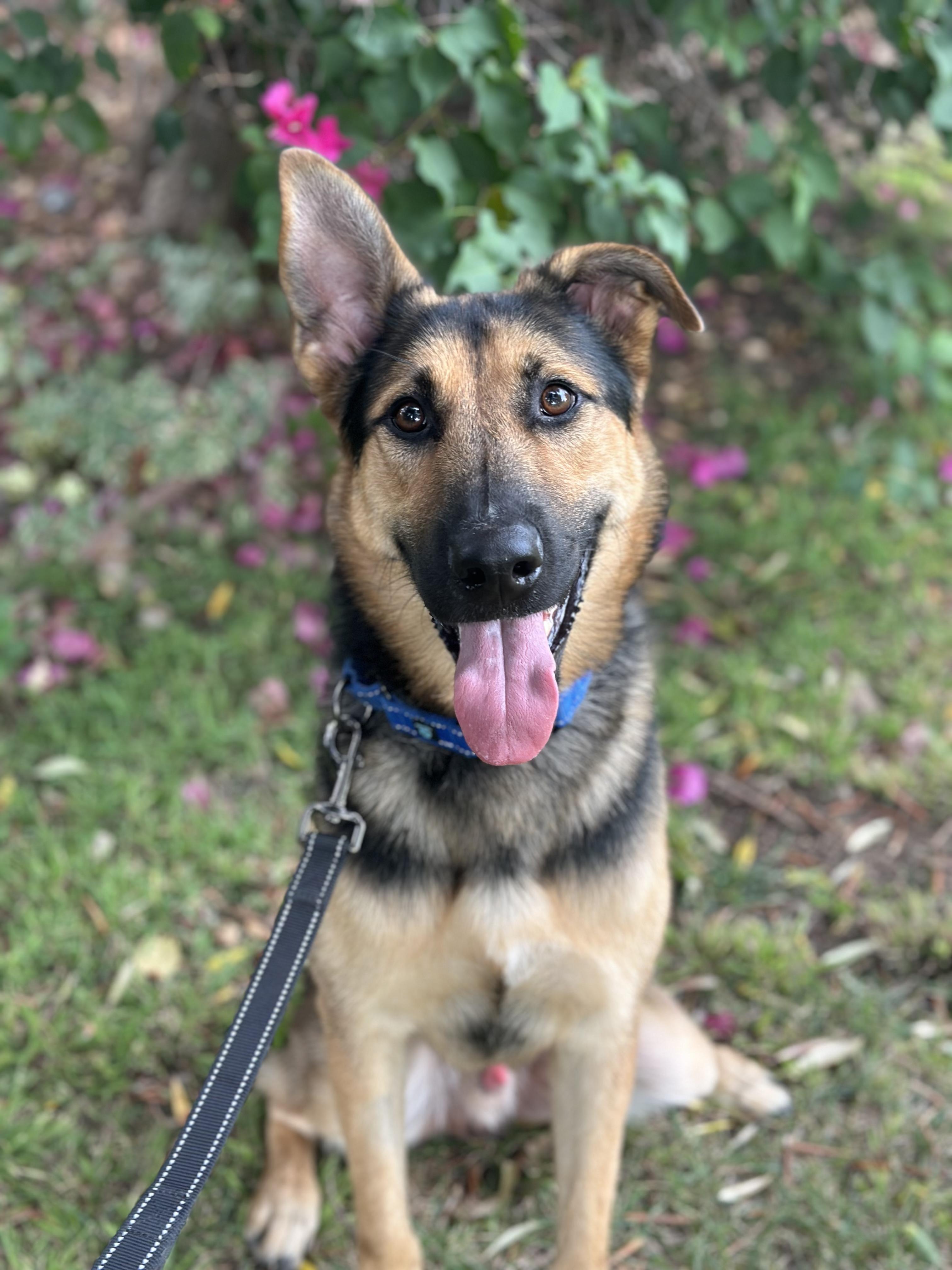 Enlarge COSMO, an adopted mixed breed in Los Angeles, CA image 2/5