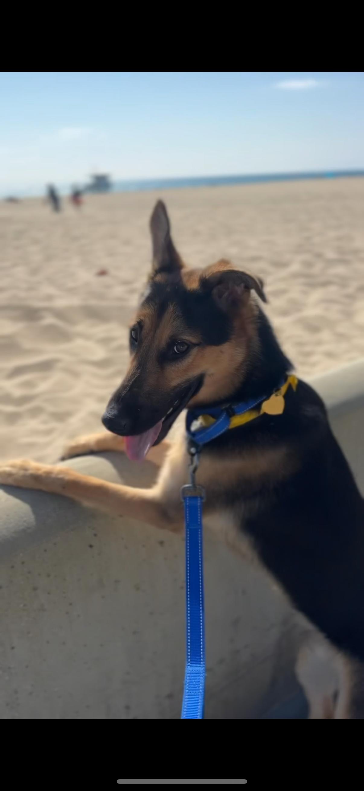 Enlarge COSMO, an adopted mixed breed in Los Angeles, CA image 4/5