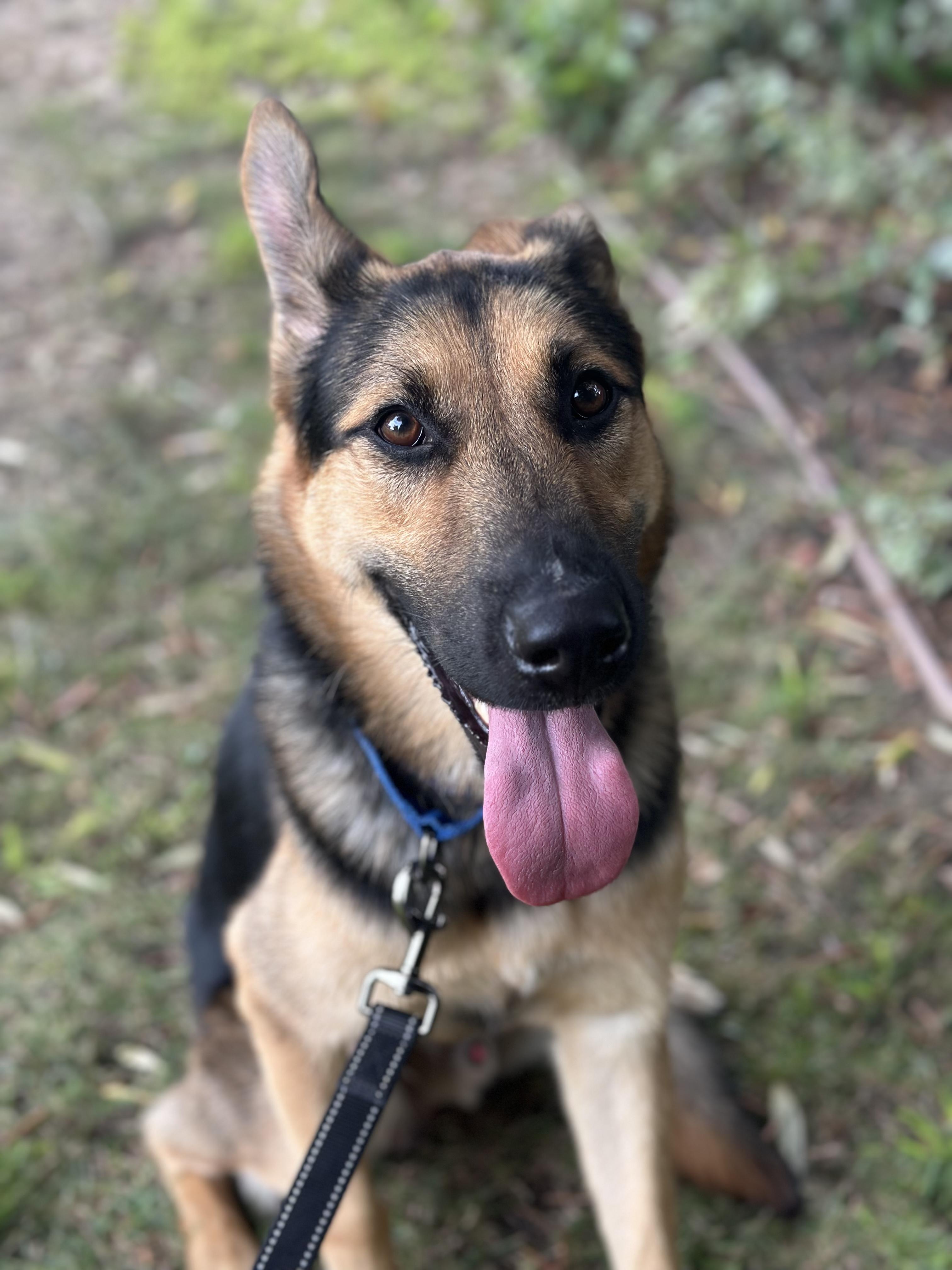 Enlarge COSMO, an adopted mixed breed in Los Angeles, CA image 5/5