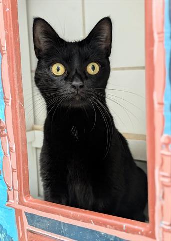 Enlarge BG, a Adoptable Domestic Short Hair in Canfield, OH image 1/1