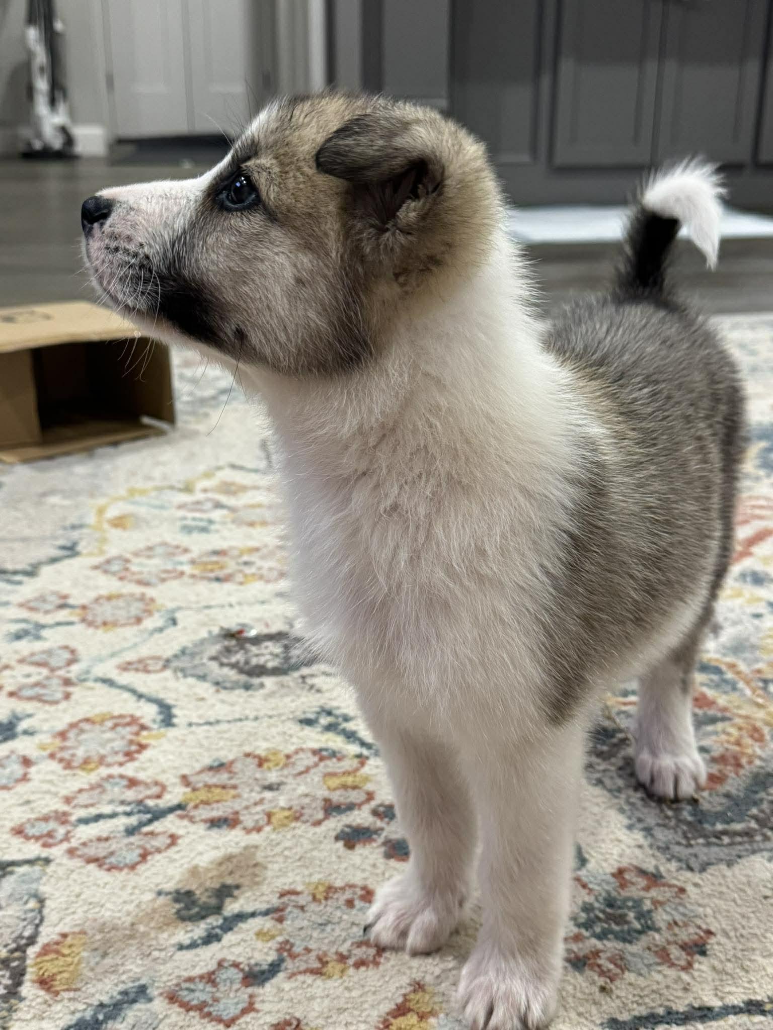 Enlarge Atlas, a ADOPTABLE mixed breed in Kiowa, OK image 5/6