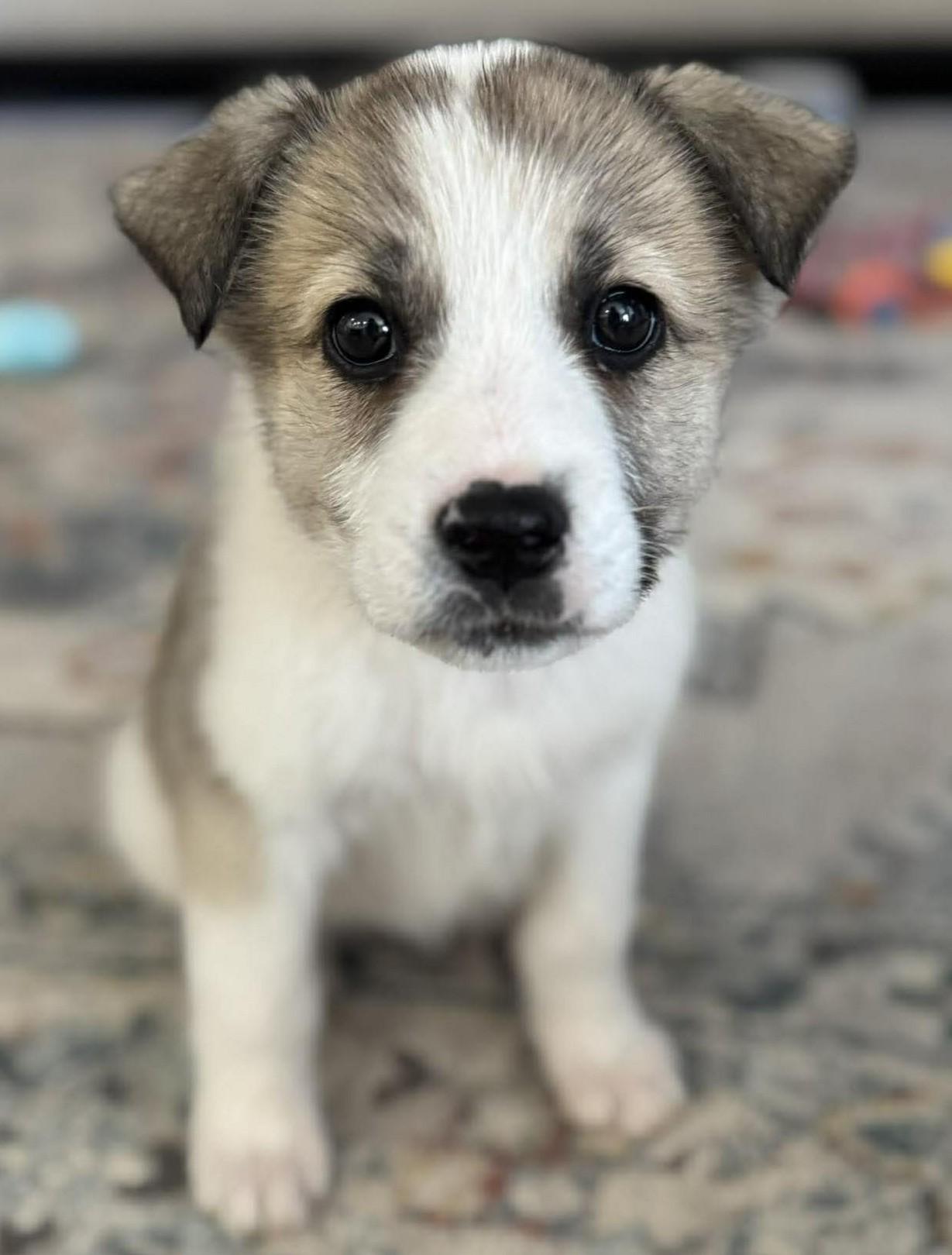 Atlas, ADOPTABLE, Puppy Female Great Pyrenees.