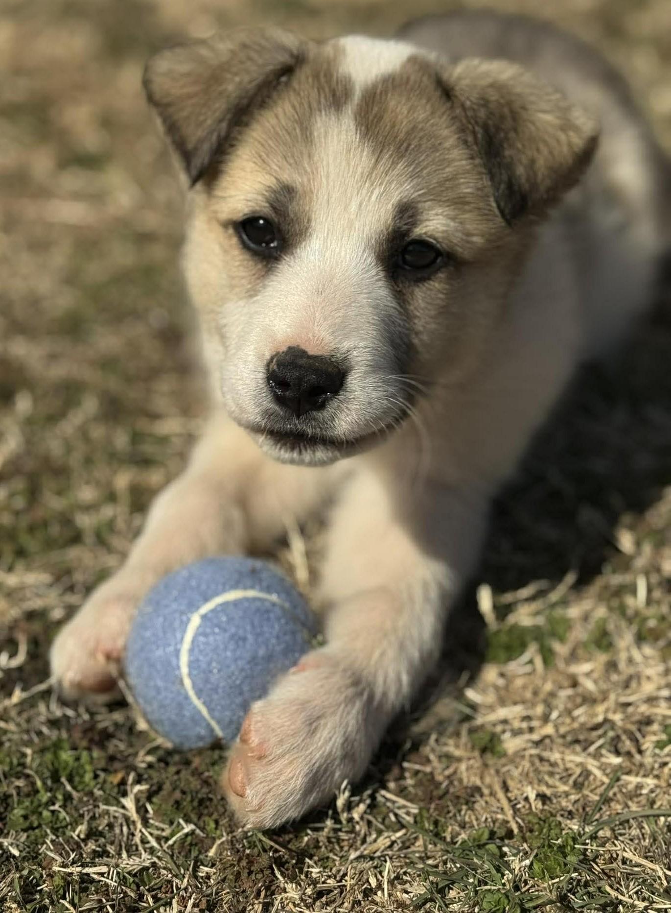 Enlarge Atlas, a ADOPTABLE mixed breed in Kiowa, OK image 2/6