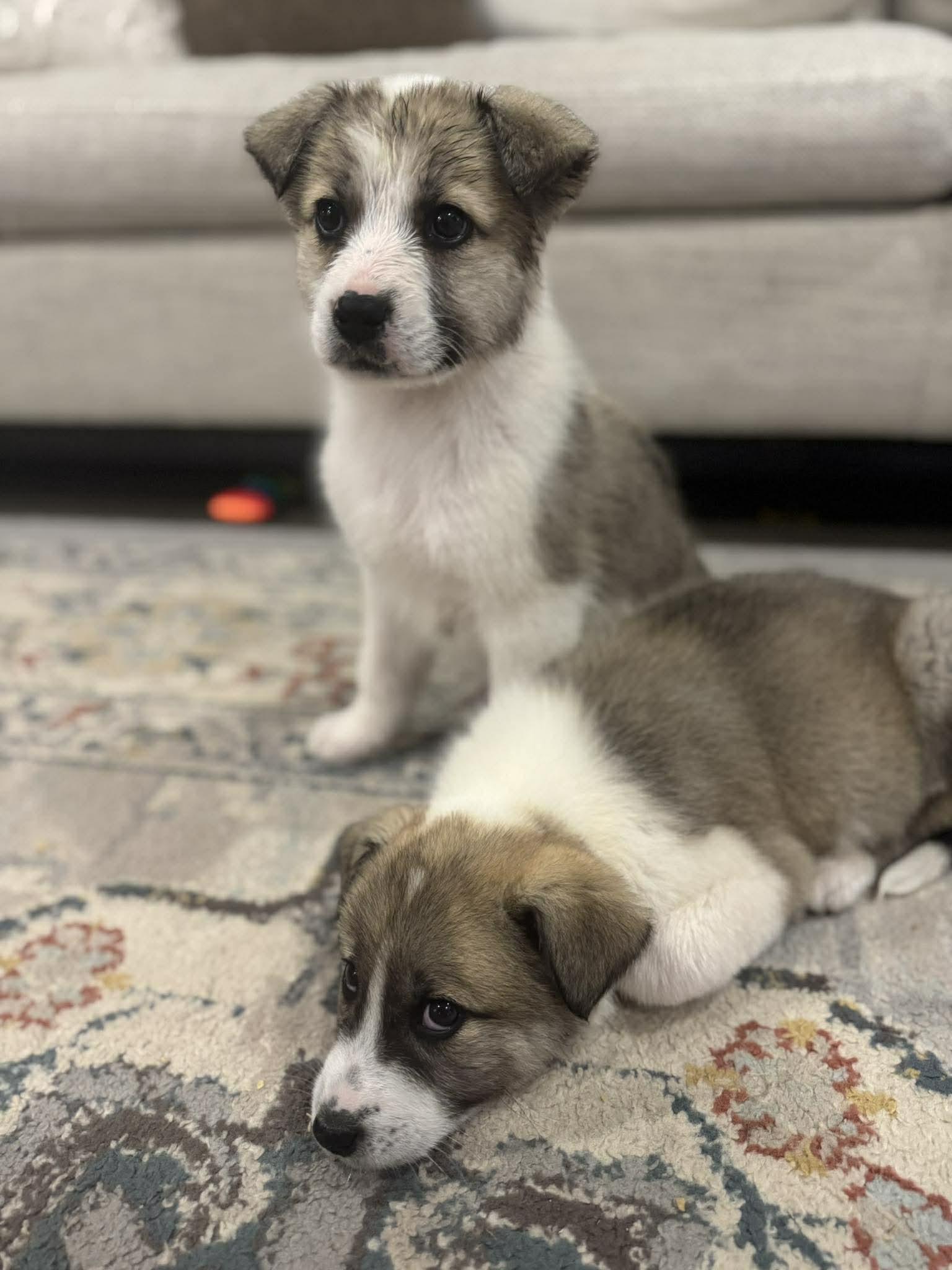 Enlarge Atlas, a ADOPTABLE mixed breed in Kiowa, OK image 6/6
