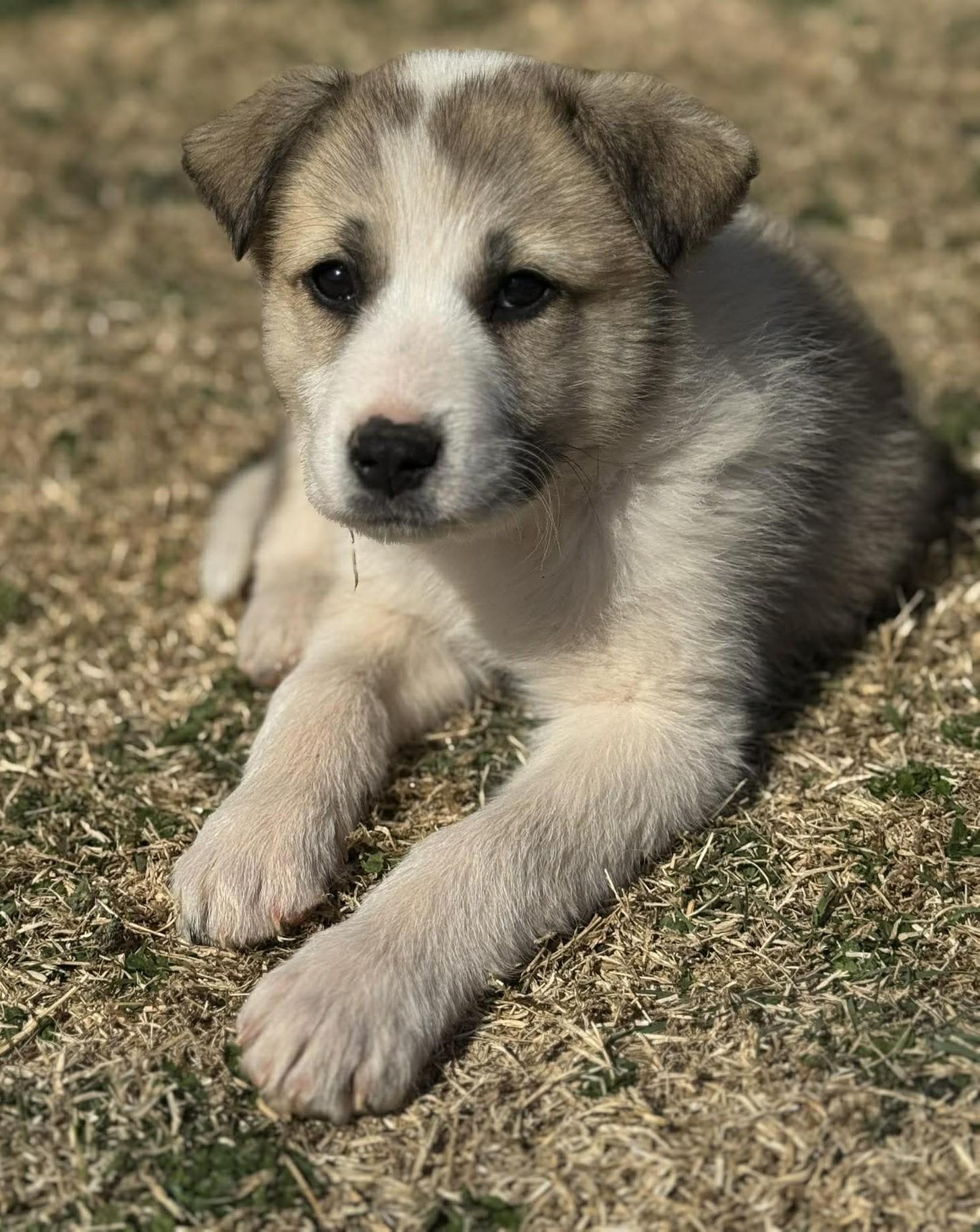 Enlarge Atlas, a ADOPTABLE mixed breed in Kiowa, OK image 3/6