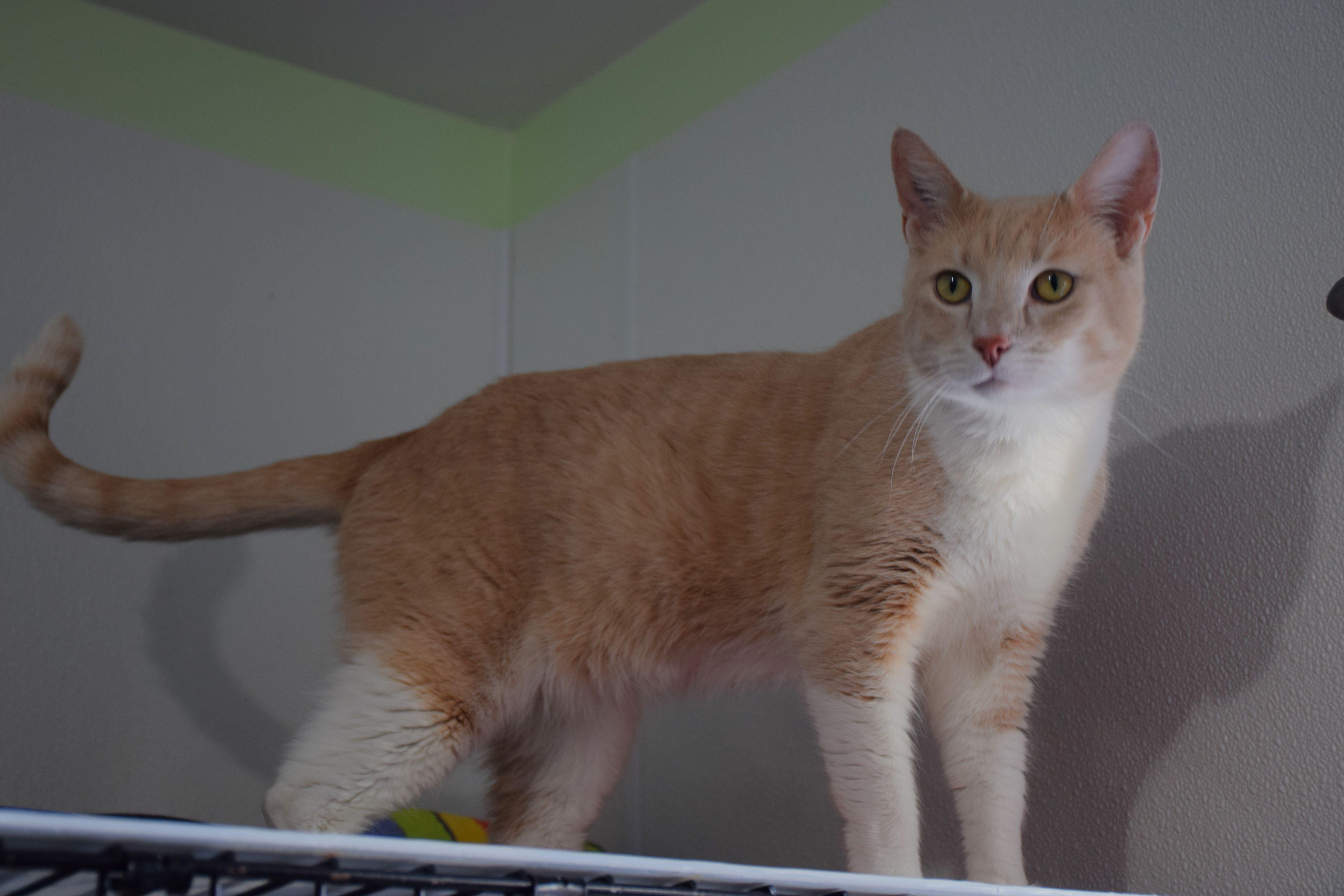 Augie, ADOPTABLE, Adult Male Tabby.