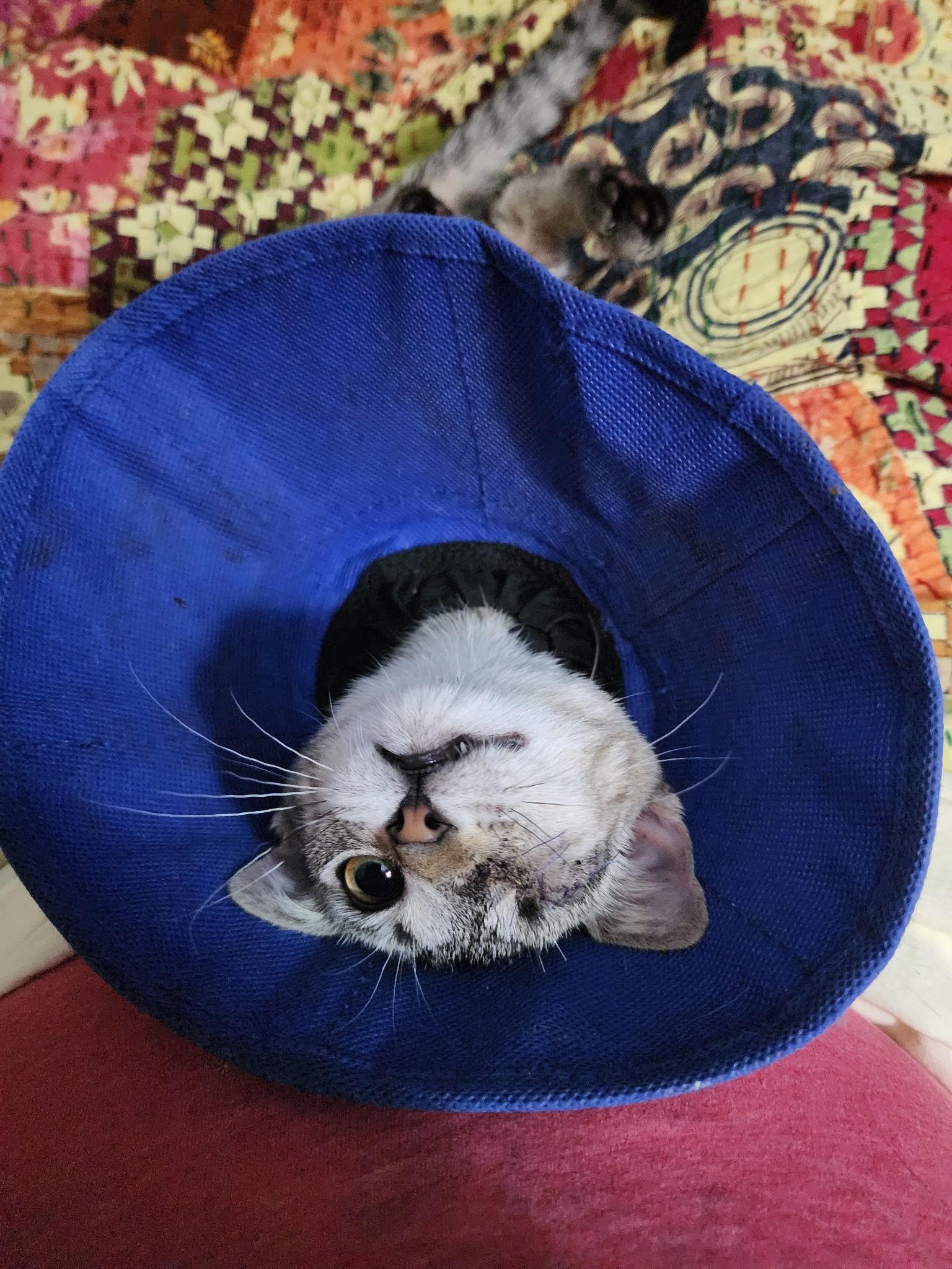 Enlarge Lollipop, a Adoptable Domestic Short Hair in New Orleans, LA image 2/2