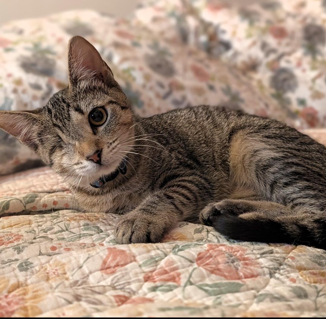 Lollipop, Adoptable, Young Female Domestic Short Hair.