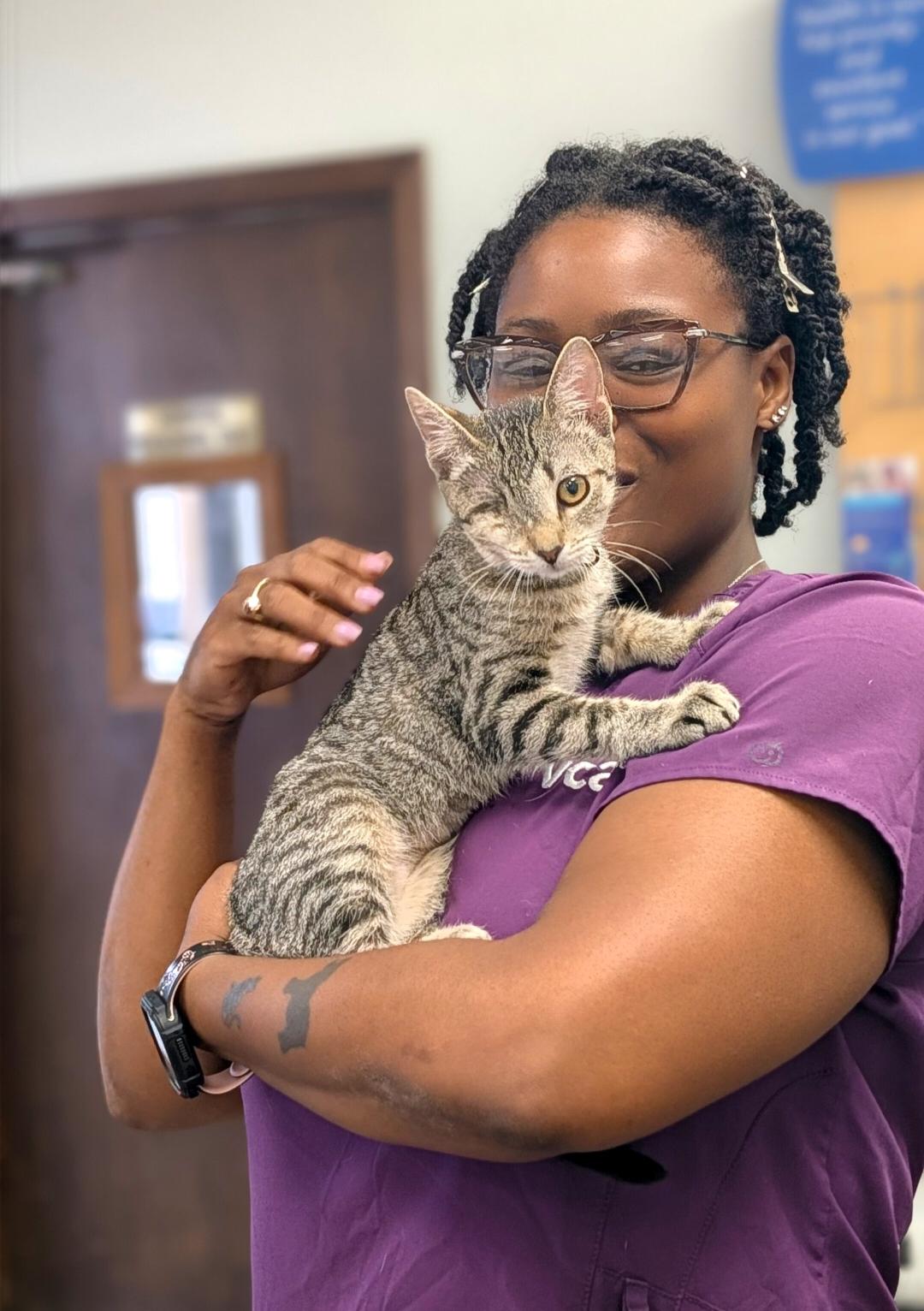 Enlarge Lollipop, a Adoptable Domestic Short Hair in New Orleans, LA image 2/6