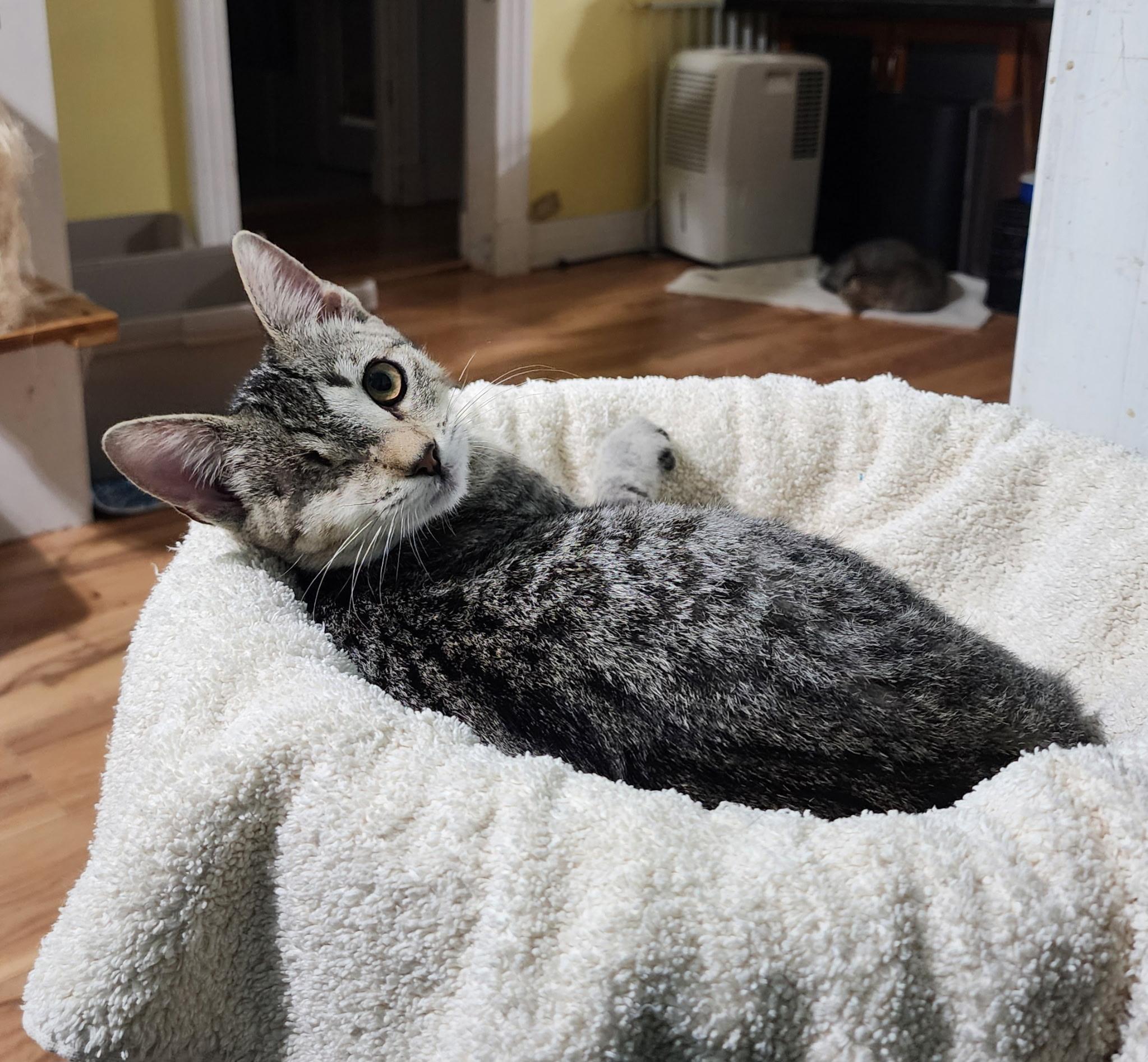 Enlarge Lollipop, a Adoptable Domestic Short Hair in New Orleans, LA image 1/2