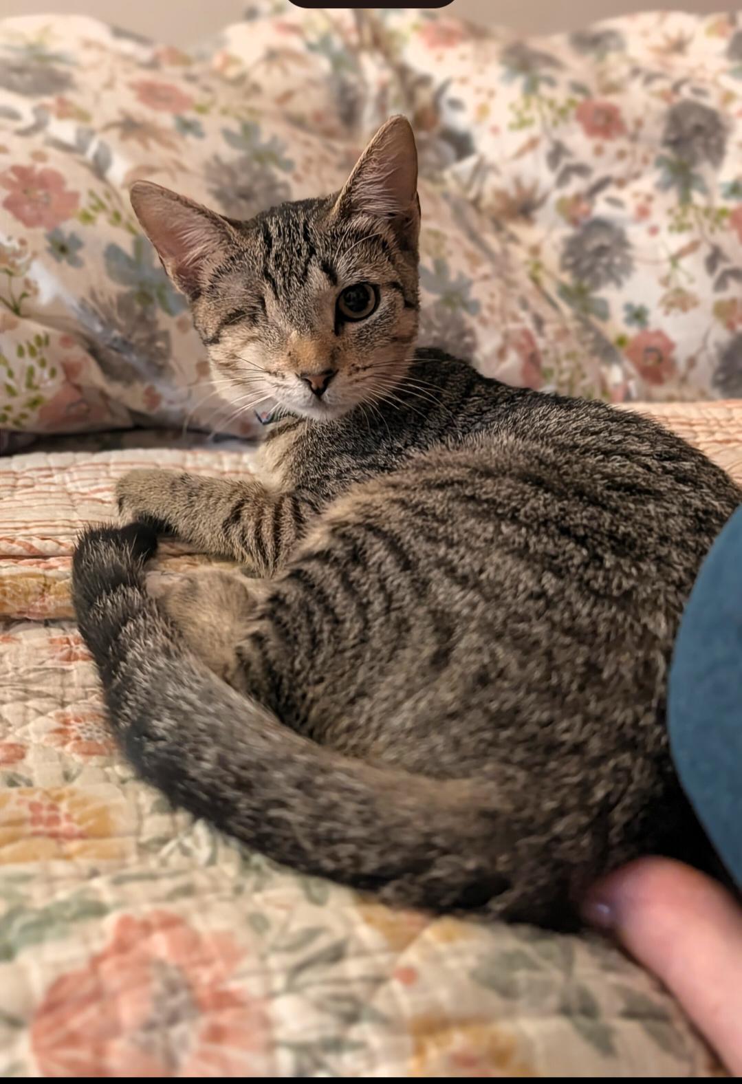 Enlarge Lollipop, a Adoptable Domestic Short Hair in New Orleans, LA image 4/6