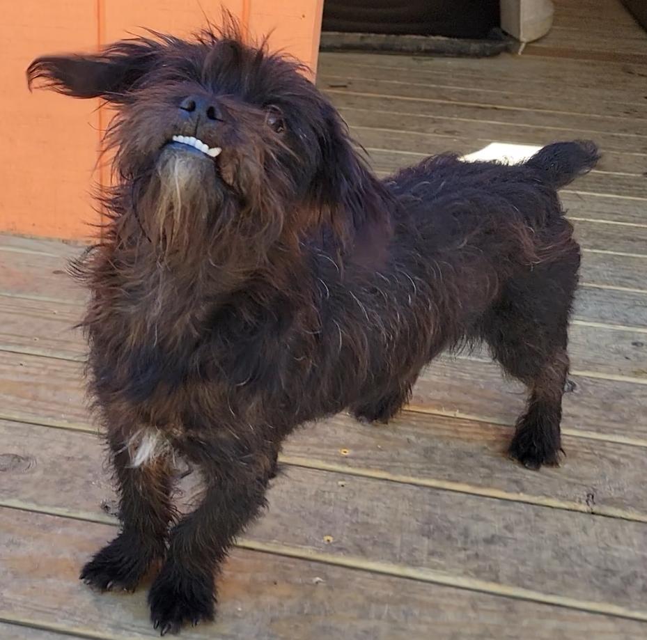 Enlarge Benji, a Adoptable Schnauzer in Mount Sterling, KY image 5/6