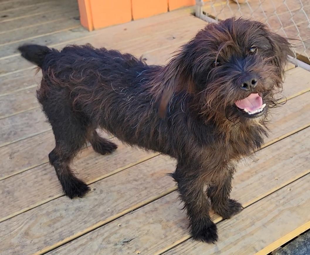 Enlarge Benji, a Adoptable Schnauzer in Mount Sterling, KY image 4/6