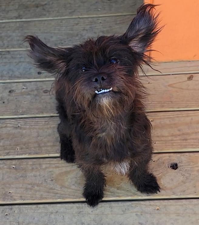 Benji, Adoptable, Young Male Schnauzer.